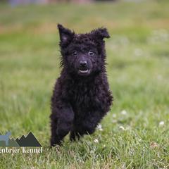 Cleopatra - Black Mudi puppy in Gatlinburg, Tennessee from Greenbrier