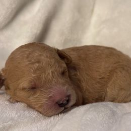 Foxy - Apricot female Labradoodle puppy in Blythwood, South Carolina from Exotic and Designer Doodles