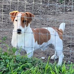 Sammy - Jack Russell Terrier