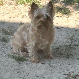 Christmas - Yorkshire Terrier