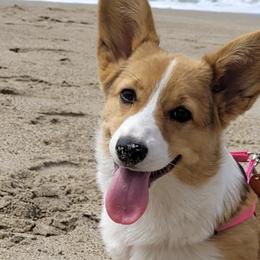 Pembroke Welsh Corgis from KC Corgis