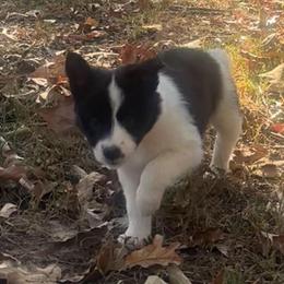 Delta - Black and white female Border Collie puppy in Jonesboro, Arkansas from Hampton Border Collies