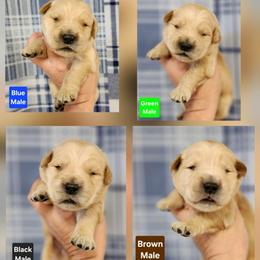 Laney Male - Golden male Golden Retriever puppy in Wauseon, Ohio from Golden Sunrise Retrievers