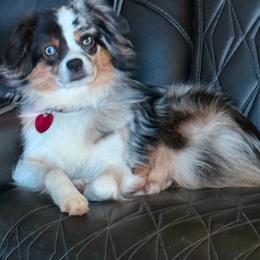 Aussiedoodle and Miniature American Shepherd Puppies from Lori Davis
