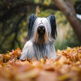Lua - Skye Terrier