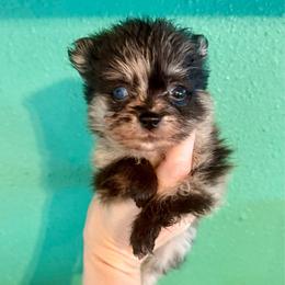 Winter - Blue merle female Pomeranian puppy in Stroud, Oklahoma from Laik’s Little Shihtz & Poms