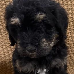 Sirius Boy 2 - Phantom male Bernedoodle puppy in Churchill County Fallon, Nevada from Card Family Ranch