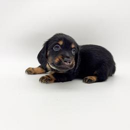 Magnolia - Black and tan female Dachshund puppy in Waddell, Arizona from Neu Doxies