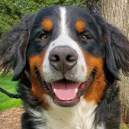 Maui - Bernedoodle