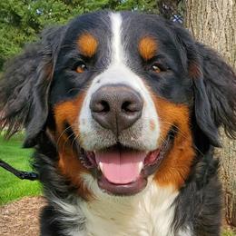 Maui - Bernedoodle