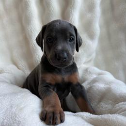 Leilani - Blue and rust female Doberman Pinscher puppy in Brookfield, Wisconsin from Haus of Hound