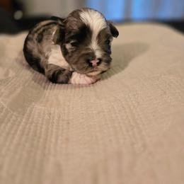 Girl 2 - Blue merle female Aussiedoodle puppy in Junction, Utah from Sugar Doodles