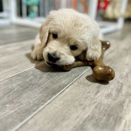 Golden Retriever Puppies from Paisley's Goldens