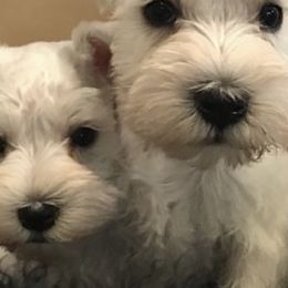 Miniature Schnauzers from Rivertree Miniature Schnauzers