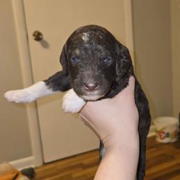 Dark pink - Brown and white female Bernedoodle puppy in Mckenzie, Tennessee from Small Town Doodles & Poodles