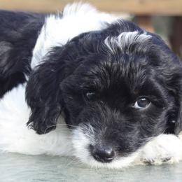 Bernedoodles and Poodles from Barren River Bernedoodles and Poodles
