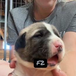 Female 2 - Biscuit and white female Anatolian Shepherd Dog puppy in Daggett, Michigan from T&S Anatolians