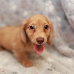 Doc - Dapple male Dachshund puppy in Indiantown, Florida from Turquoise River Minature Dachshunds