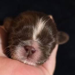 Jeanette - Chocolate female Shih Tzu puppy in Brighton, Missouri from Morningstar's Shih Tzu