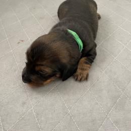 Michael - No White - Wild  boar and tan male Dachshund puppy in Bakersfield, California from Open Hourglass LLC
