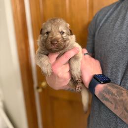 Purple girl - Isabella female German Shepherd puppy in Tipp City, Ohio from Urekar Haus