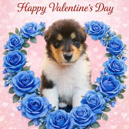 Caleb - Black white and tan male Collie puppy in Carencro, Louisiana from Cajun Bayou's Collies LLC