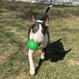 Bull Terriers from Whitney Johnson