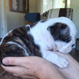 Bulldog Puppies from Gina Francis