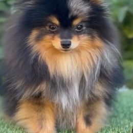 Pomeranian All Grown Up from Adelia’s perfect poms