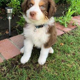 ""Bear" very sweet Red Tri Boy" Miniature American Shepherd and Miniature Australian Shepherd Puppies from Double M Ranch Mini Aussies