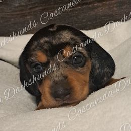Girl 6 - Dachshund puppy from Castaneda Dachshunds