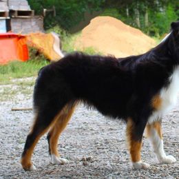 Miniature American Shepherds and Miniature Australian Shepherds from Monticello Mini Aussies