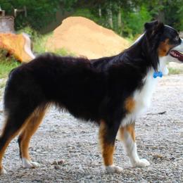Miniature American Shepherds and Miniature Australian Shepherds from Monticello Mini Aussies