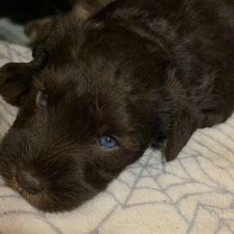 Truffles  (blue eyes) - Liver male Miniature Schnauzer puppy in Panama City, Florida from Emerald Coast Schnauzers