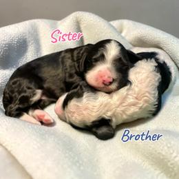 White and Black Sister - Black and white female Sheepadoodle puppy in Cambridge, Ohio from Sweet Creek Pups
