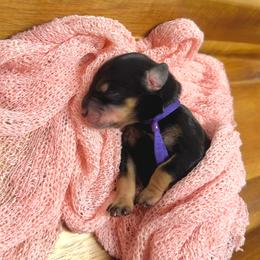 Myers - Salt and pepper female Miniature Schnauzer puppy in Huntington, Utah from Schnauzers on Robinson Lane