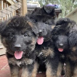 German Shepherds from Von Guzman Family Shepherds