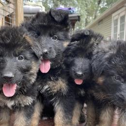 German Shepherds from Von Guzman Family Shepherds