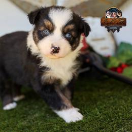 Sullivan - Black tri-color male Australian Shepherd puppy in Granbury, Texas from Texas Miniature Aussies