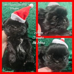 Diamond - Black female Shih Tzu puppy in Maize, Kansas from Air Capital Shih Tzu Puppies