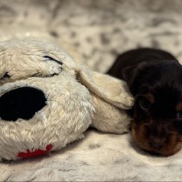 Pink - Chocolate and tan female Dachshund puppy in Franklin, Tennessee from Wendy's Weenies