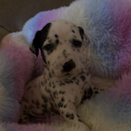Amani - White and black female Dalmatian puppy in Fort Cavasos, Texas from Mainstreet Dalmation