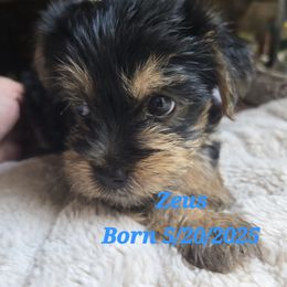 ZEUS - Black and tan male Yorkshire Terrier puppy in Zuni, Virginia from Serendipity Yorkies