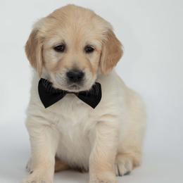Golden Retriever Puppies from Valley County Goldens