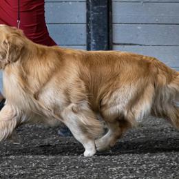 Golden Retrievers and Pembroke Welsh Corgis from Silver Myst Acres