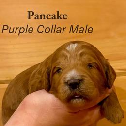 Pancake - Apricot male Goldendoodle puppy in Shushan, New York from Barnwood Doodles