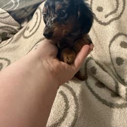 Claire - Dapple female Dachshund puppy in Mountain Home, Arkansas from Furry Friends Kennel