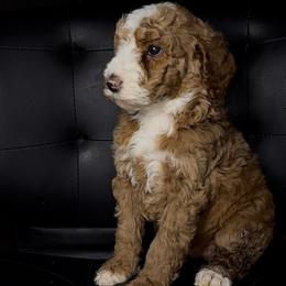 Ginger Snap - Red  female Poodle puppy in Corona, California from Garden Of Poodles