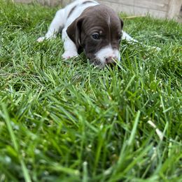 German Shorthaired Pointer Puppies from Chasing Kaya GSP Breeder