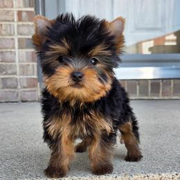 Cash TEACUP - Blue and gold male Yorkshire Terrier puppy in Monticello, Iowa from Ashley’s Puppies